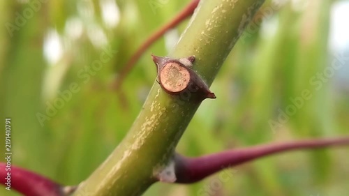 Green cassava stem with smooth circular cut surface and branch