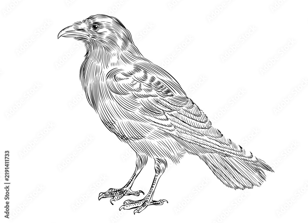 Obraz premium crow raven bird sketch halloween