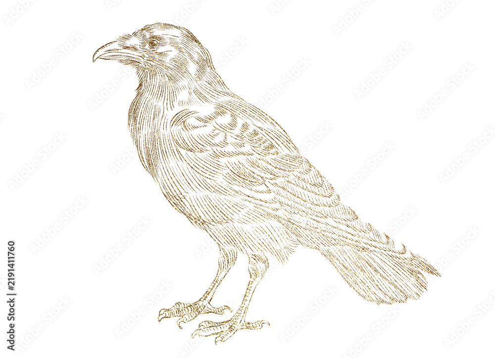 Obraz premium raven crow bird sketch drawing