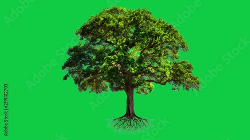 Large Green Tree with Roots and Foliage Swaying in the Wind on Chroma Key Green Screen Background