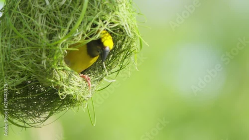 Close-up male Baya Weaver inside the entrance of a hanging nest, highlighting natural nesting behavior and the intricate woven grass structure.