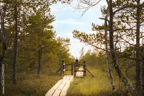 Peaceful wooden boardwalk through Ķemeri Bog, Latvia, winding across a peatland landscape with Scots pine (Pinus sylvestris) and a solitary hiker.