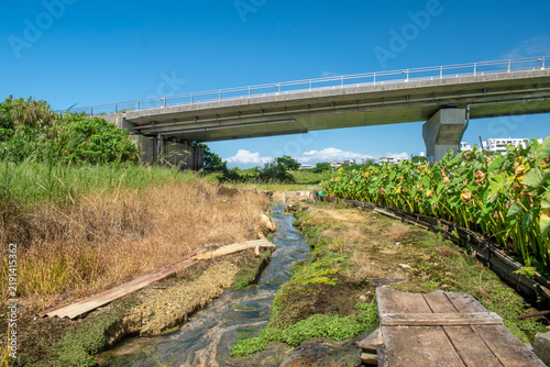 沖縄県宜野湾市大山の田芋畑の風景