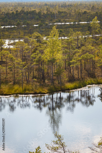 Peaceful wetland scenery in Ķemeri, Latvia, with pine forest, shallow swamp ponds and golden vegetation illuminated by soft afternoon sunlight.