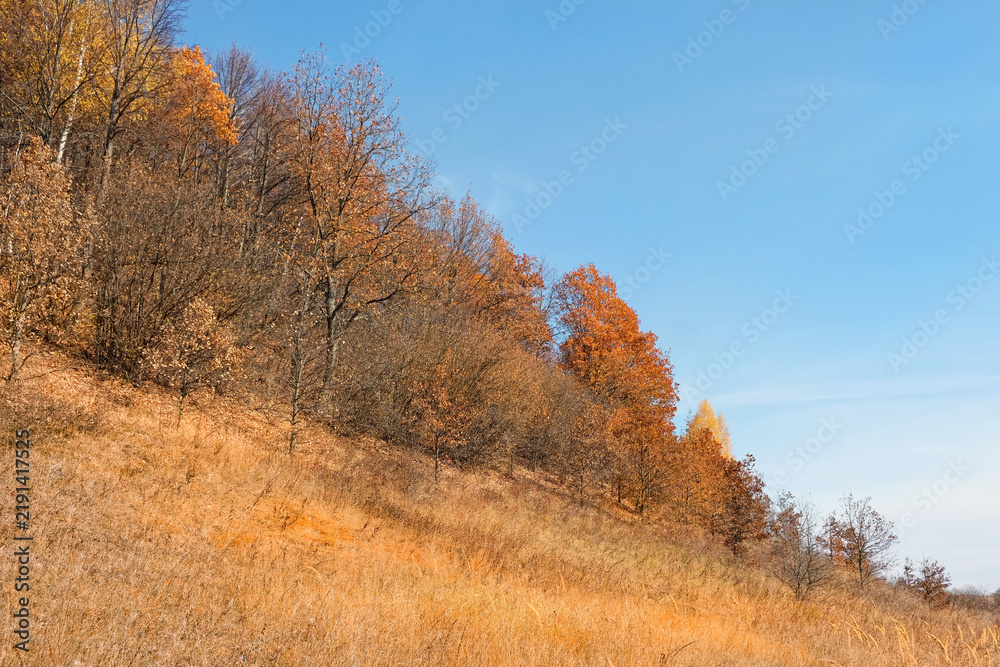 Fototapeta premium Beautiful harmony landscape with autumnal forest on mountain. autumn trees with golden foliage, country road and dry grass field, nature background. yellow-orange crown of trees in fall season