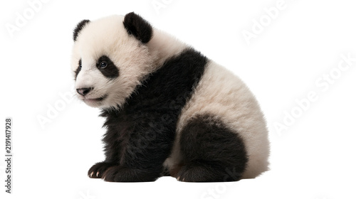 Fluffy baby giant panda cub sitting and looking to the side