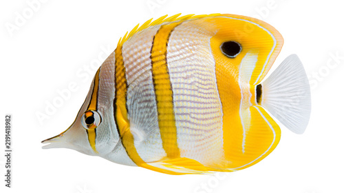 Konstfotografi Copperband butterflyfish with yellow vertical stripes and white body
