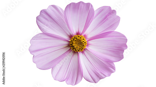 Pink and white striped cosmos flower with a vibrant yellow center