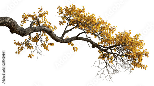 Curved birch tree branch with vibrant yellow autumn leaves