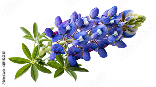Vibrant purple lupine flower spike with green palmate leaves