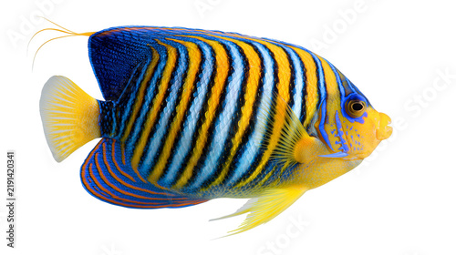 Cuadro en lienzo Blue and yellow striped emperor angelfish with vibrant patterns
