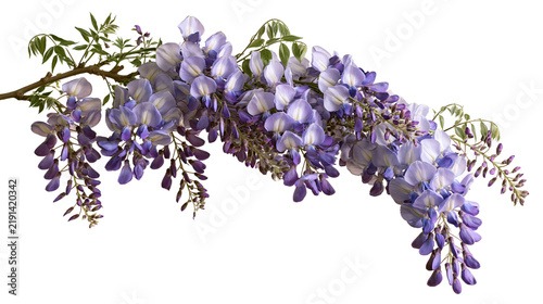 Cuadro en lienzo Cascading purple wisteria flower racemes on a woody branch