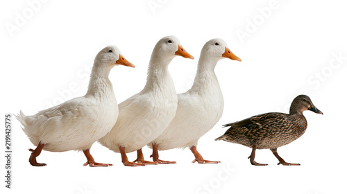 Obraz na plátně Three white American Pekin ducks and one small brown mallard duck standing