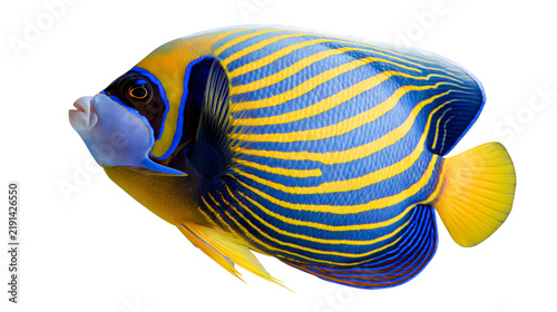 Foto Blue and yellow striped emperor angelfish with vibrant patterns