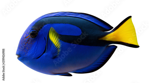 Fotografía Vibrant blue regal tang fish with yellow tail and black markings