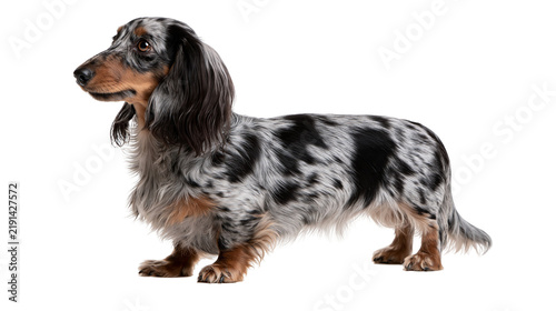 Canvas Print Long haired dapple dachshund dog standing in profile
