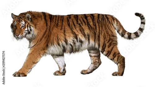 Canvas Print Full body side view of a majestic Siberian tiger walking with striped fur patter