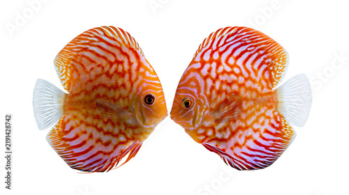 Canvastavla Two vibrant orange and white patterned discus fish facing each other
