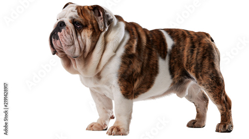 Foto Brindle and white English Bulldog standing in profile
