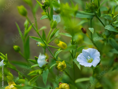Fotografía 残暑の厳しい9月に可憐に咲いた青いアマ（亜麻）の花