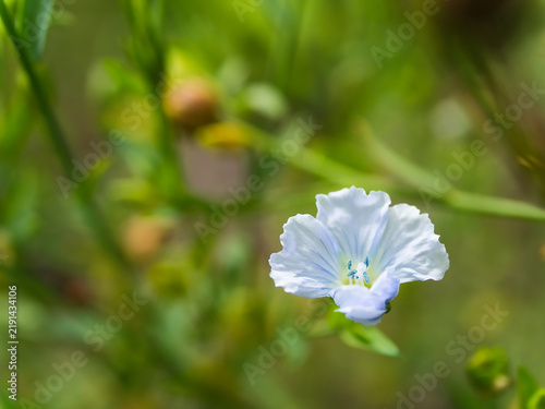 Canvastavla 残暑の厳しい9月に可憐に咲いた青いアマ（亜麻）の花