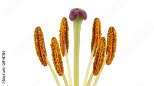 Detailed Botanical Specimen of Flower Stamens and Central Pistil with Brown Pollen Anthers