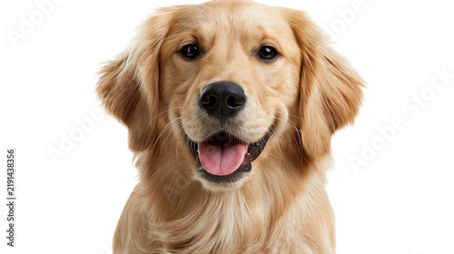 Cuadro en lienzo Happy golden retriever dog portrait with open mouth and tongue out