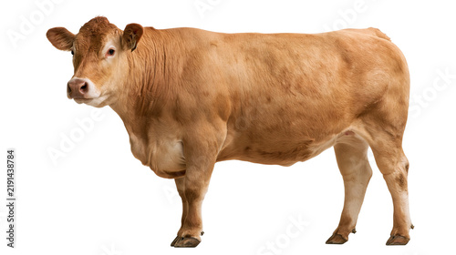 Foto Light brown Limousin cow standing in profile view