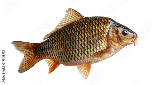 Fotografie Fresh common carp fish with golden scales and fins