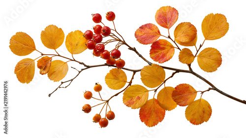 Cuadro en lienzo Hawthorn branch with vibrant orange autumn leaves and clusters of red berries