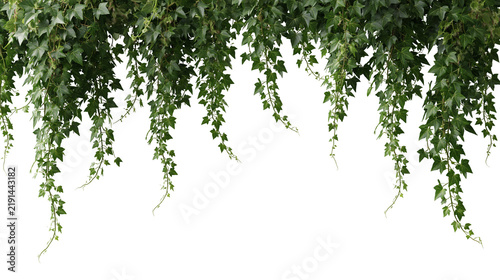 Hanging green ivy vines with lush pointed leaves cascading downwards