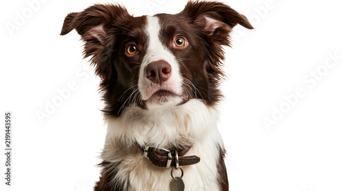 Konstfotografi Brown and white Border Collie dog wearing a leather collar with a metal tag