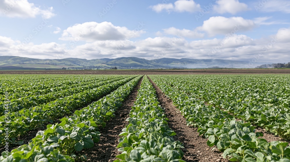 Obraz premium The lettuce field stretching toward distant mountains under a bright sky