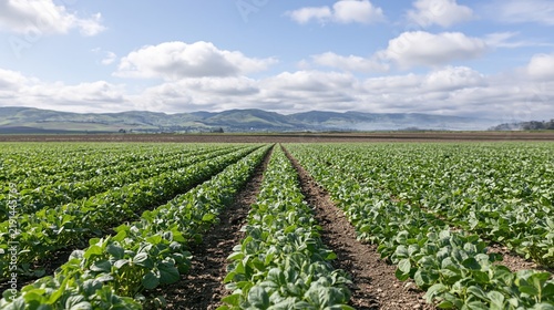 The lettuce field stretching toward distant mountains under a bright sky