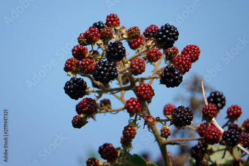 Blackberry branch with red and black berries against a blue sky