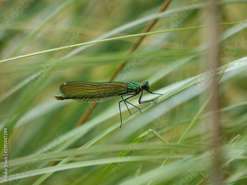 Bild auf Leinwand Male beautiful demoiselle damselfly on grass stem