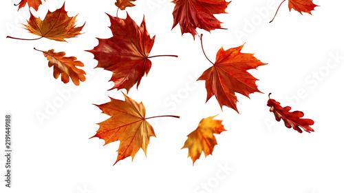 Falling vibrant red and orange maple and oak leaves in autumn