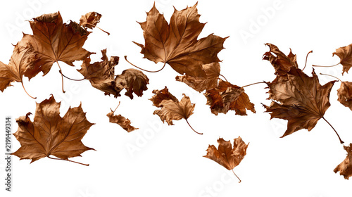 Dried brown maple leaves falling in autumn season