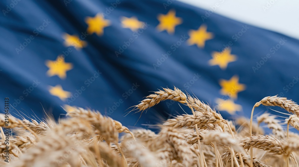 Obraz premium The Wheat Field Under the European Union Flag in Soft Morning Light