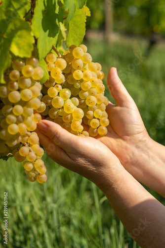 Woman hands presenting large cluster of mature golden grapes attached to vine, with juicy berries illuminated by warm sunlight. Autumn grape harvesting.