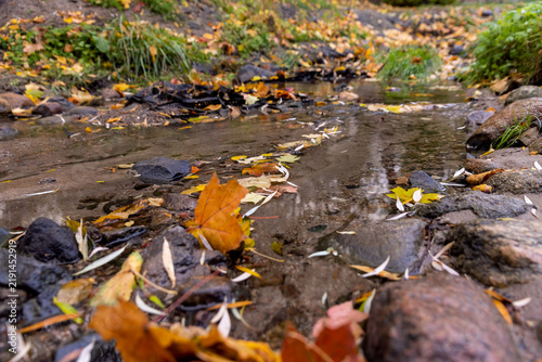 Yellow fallen leaves in clear water of a forest stream, national park