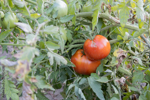 Fresh ripe red and green tomatoes growing on a branch in a organic garden. A close-up view of fresh agriculture harvest plants with lush green foliage outdoors during the warm summer season in the yar