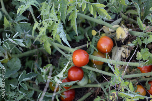 Fresh organic red tomatoes growing on bushes in a domestic garden bed during summer season. Detailed close-up view of natural agriculture harvest ripening outdoors in rich fertile soil.