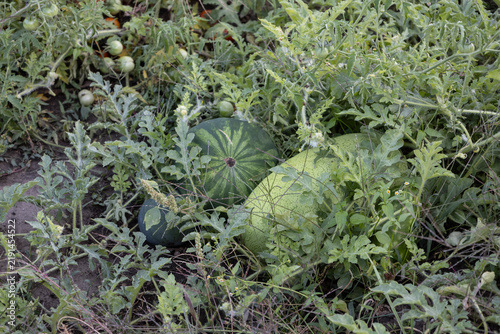 A detailed, top-down photograph captures two maturing watermelons nestled within a dense, green field of vines and leaves on dark, rich soil in a rural garden.