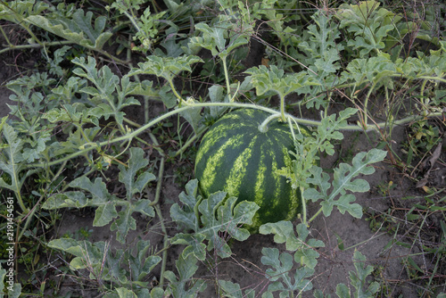 A close-up view of a lush watermelon patch on a farm, featuring a medium-sized striped watermelon nestled among its lobed green leaves, tendrils, and surrounding weeds. Natural daylight.
