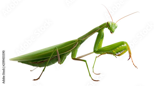 Bright green praying mantis insect with long antennae and spiny raptorial legs