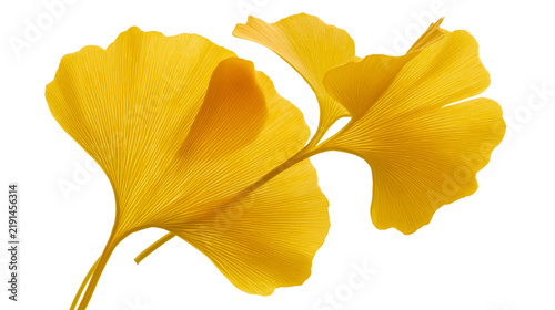 Fotografie Vibrant yellow ginkgo biloba leaves with delicate veins