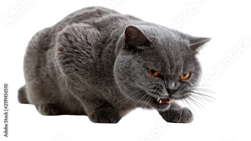Foto Aggressive British Shorthair cat with grey fur and orange eyes hissing