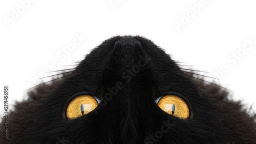 фотографія Black cat with bright yellow eyes looking up, isolated on transparent background