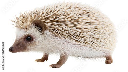 Obraz na płótnie Small African pygmy hedgehog with brown and white spiky quills standing sideways